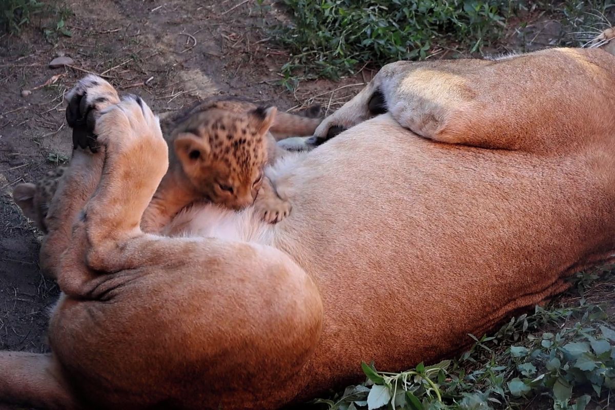 Lvíčata vzácných lvů berberských už v hodonínské zoo dělají radost návštěvníkům