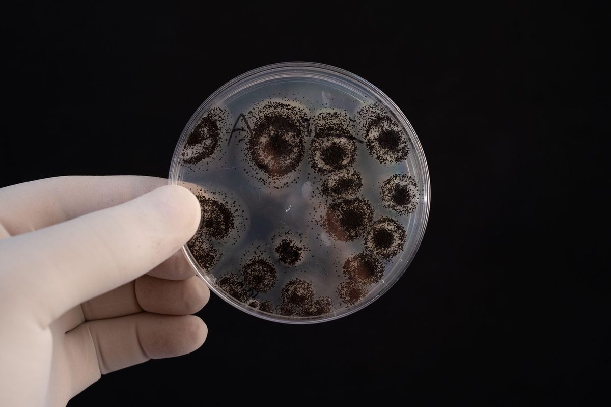 Houba z laboratoří NASA přežila radiaci i simulovanou cestu na Mars