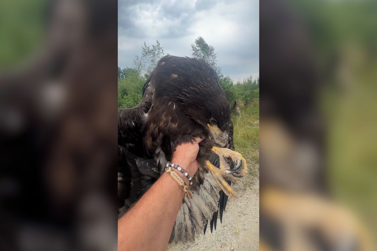 Cyklistka zachránila orla mořského, který se trápil v lesích na Písecku