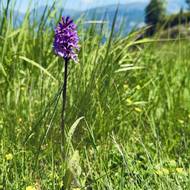 V Zillertalu se hojně vyskytují i planě rostoucí vstavače (orchideje).