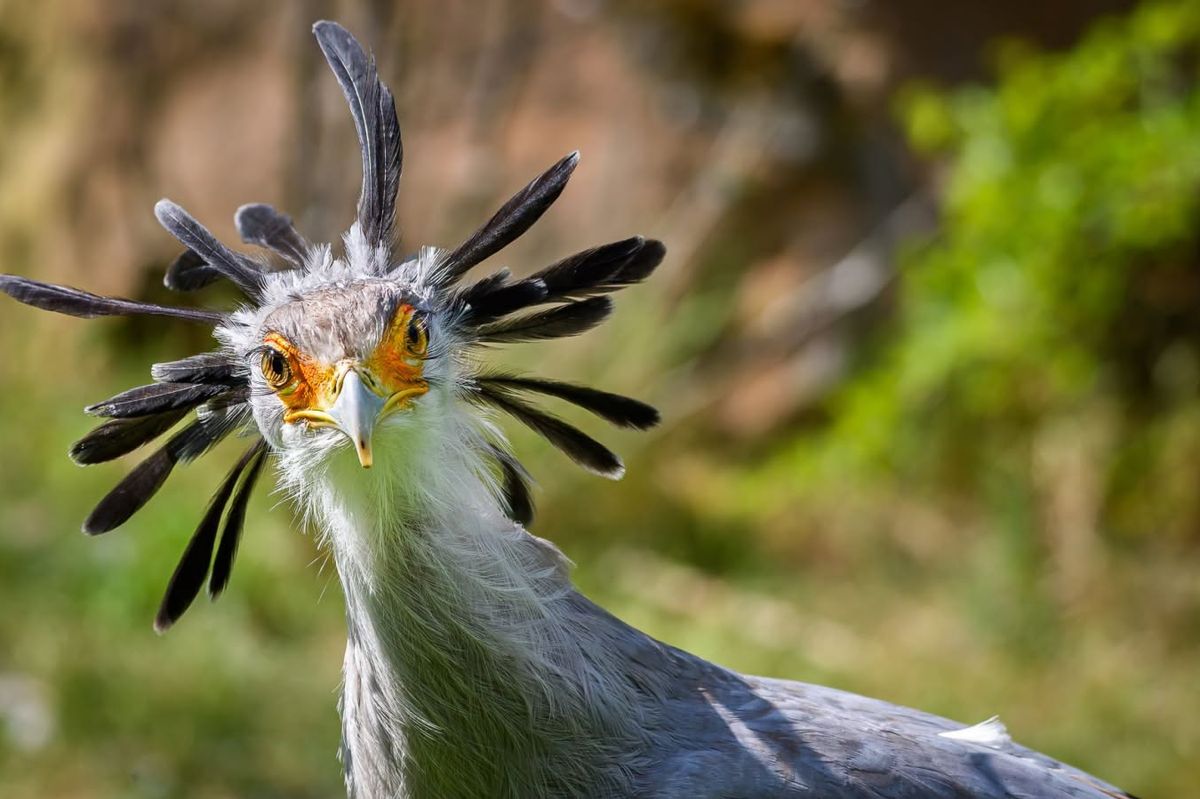 Zoo Zlín rozjíždí v Africe unikátní výzkum ikonického dravce