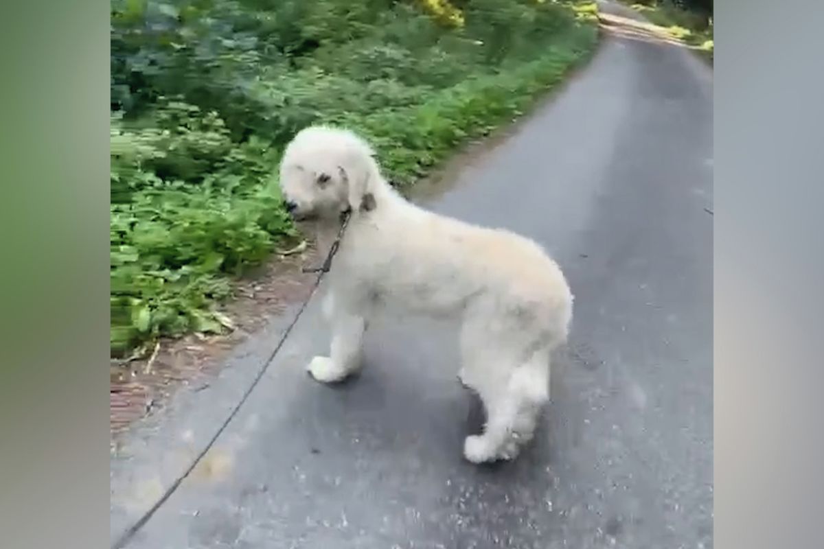 Fenka Ludmila už vyrazila na procházku. Pohození labradoodlové ze Šumavy se pomalu zotavují