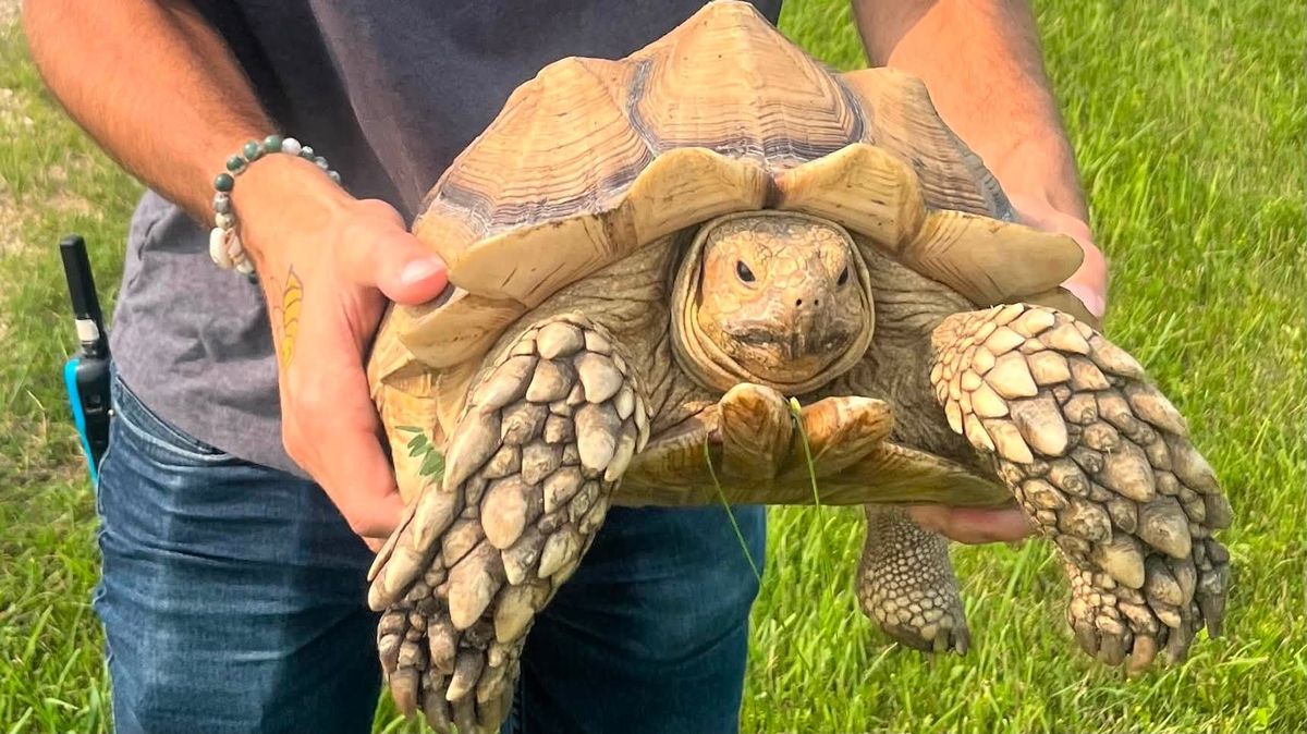 Želva se vydala do světa, po dvou týdnech ji našli 20 kilometrů od domova