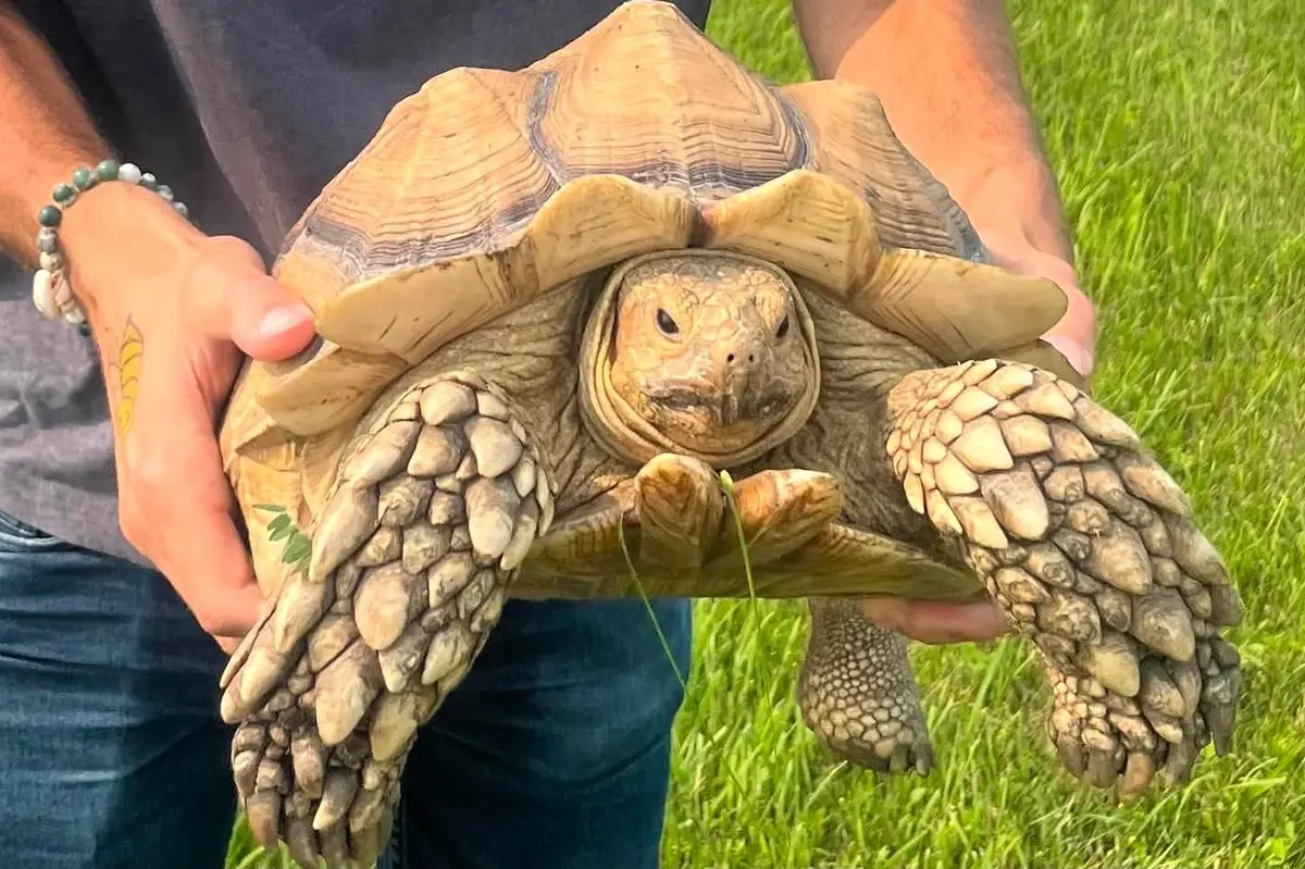 Želva se vydala do světa, po dvou týdnech ji našli 20 kilometrů od domova