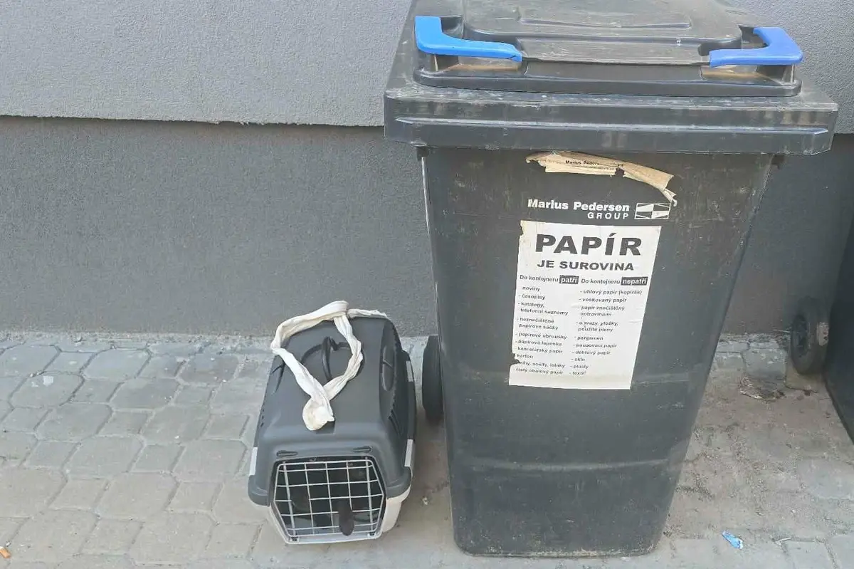 Koťata na Plzeňsku zůstala uvězněná v přepravce u popelnice. Venku bylo 34 stupňů 