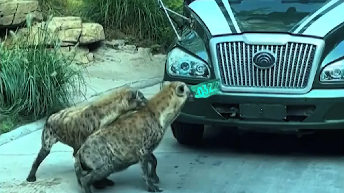 Suvenýr ze safari si tentokrát odnesla hyena