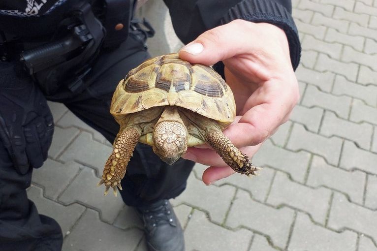 Želva si vykračovala po Plzni. Strážníci ji odvezli do útulku