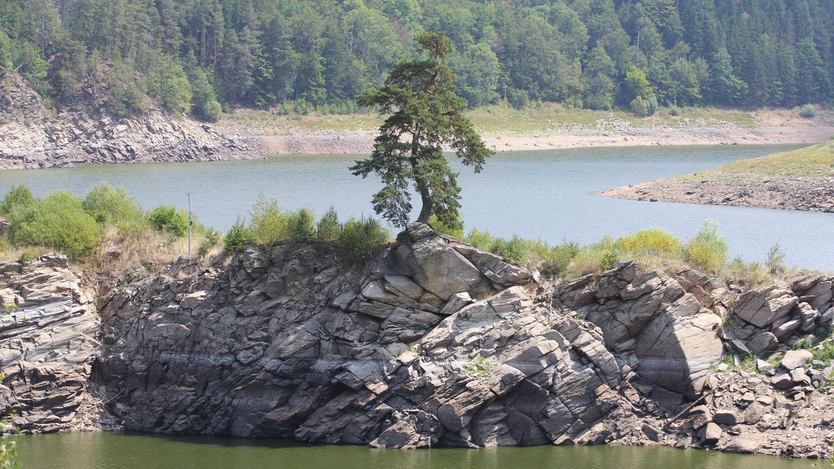 Fanoušci Chudobínské borovice chtějí pro ikonický strom ve Vírské přehradě další titul   