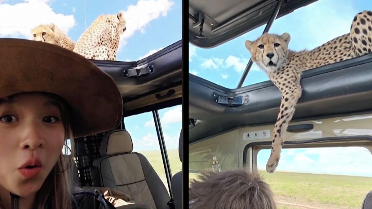 Neuvěřitelné setkání na safari. Rodinka gepardů vlezla turistům takřka do auta