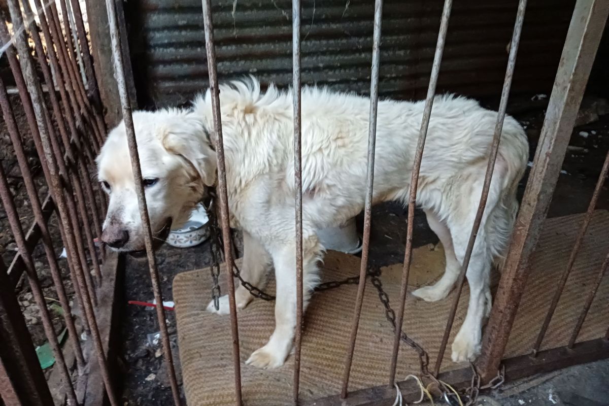 Psa na Chomutovsku našli inspektoři v kleci a trvale uvázaného na řetězu, krávy zase mezi výkaly