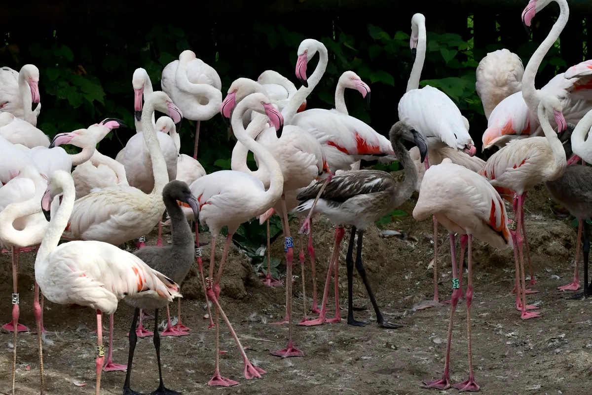 Ptačí radost v olomoucké zoo. Sedm plameňáků a tři ibisi skalní