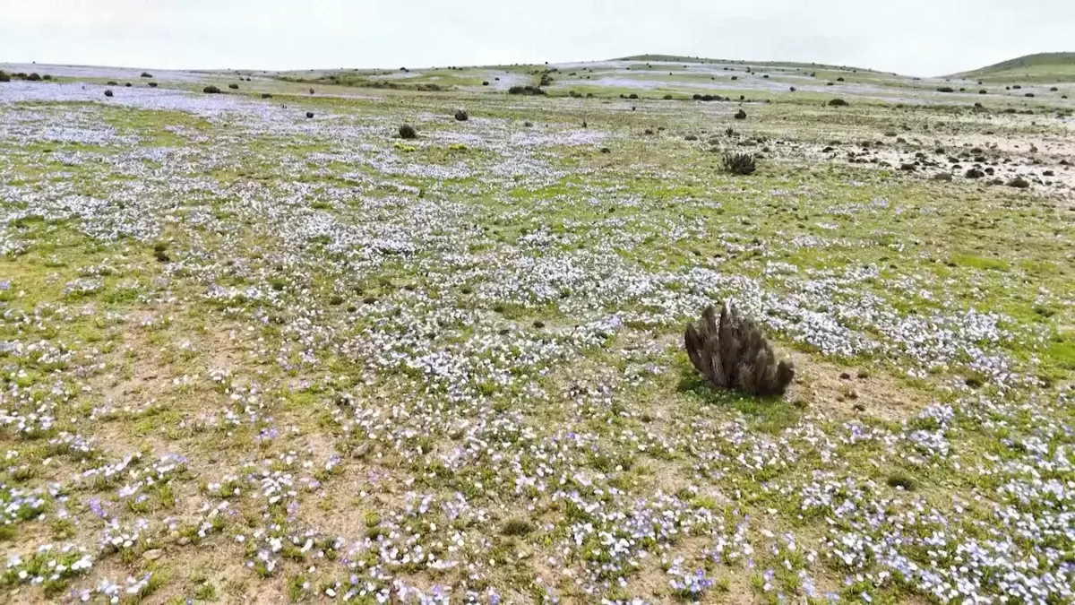 Atacama rozkvétá. Barevný koberec může pokrýt území velké jako pětina Česka
