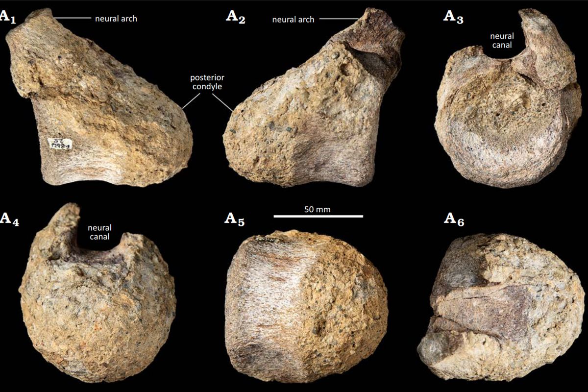 První dinosauří kost z Antarktidy čekala 40 let v šuplíku na znovuobjevení