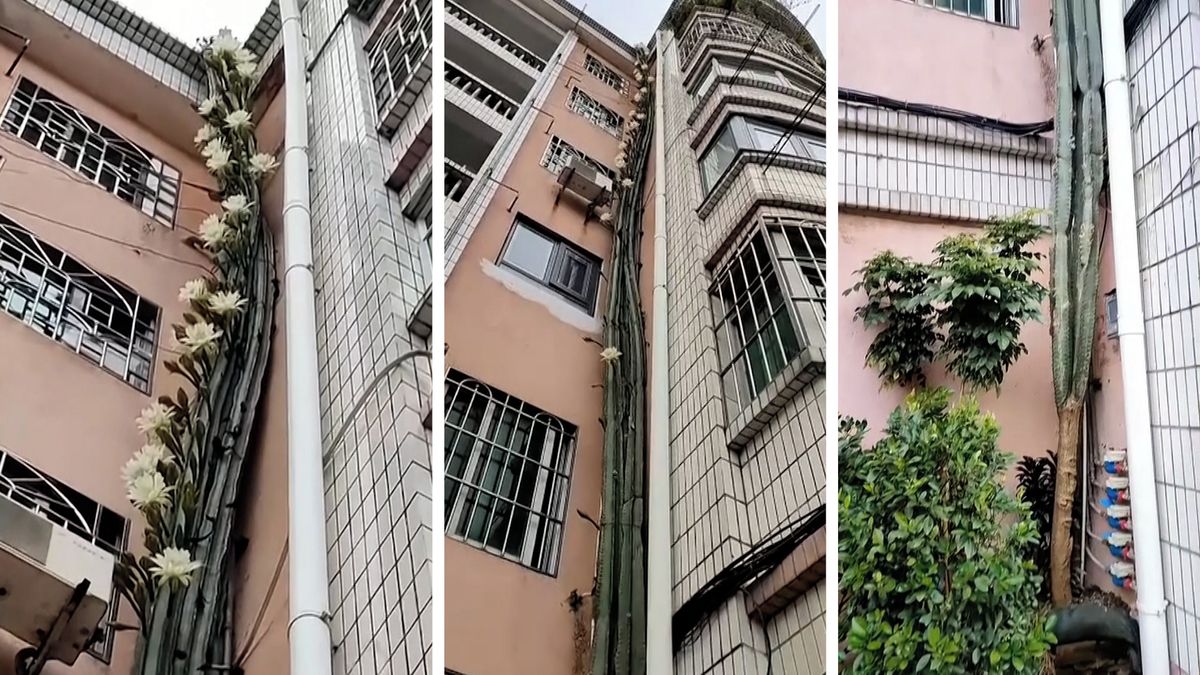 В Чехии в углу дома вырос 15-метровый цветущий кактус рода Cereus