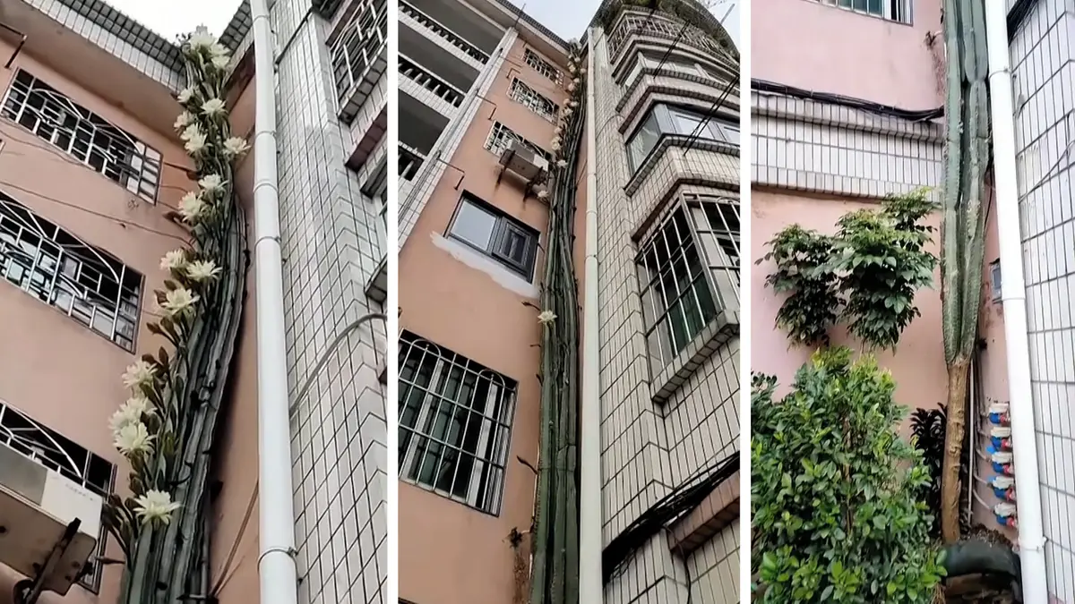 Kaktus rostoucí až do šestého patra nádherně vykvetl