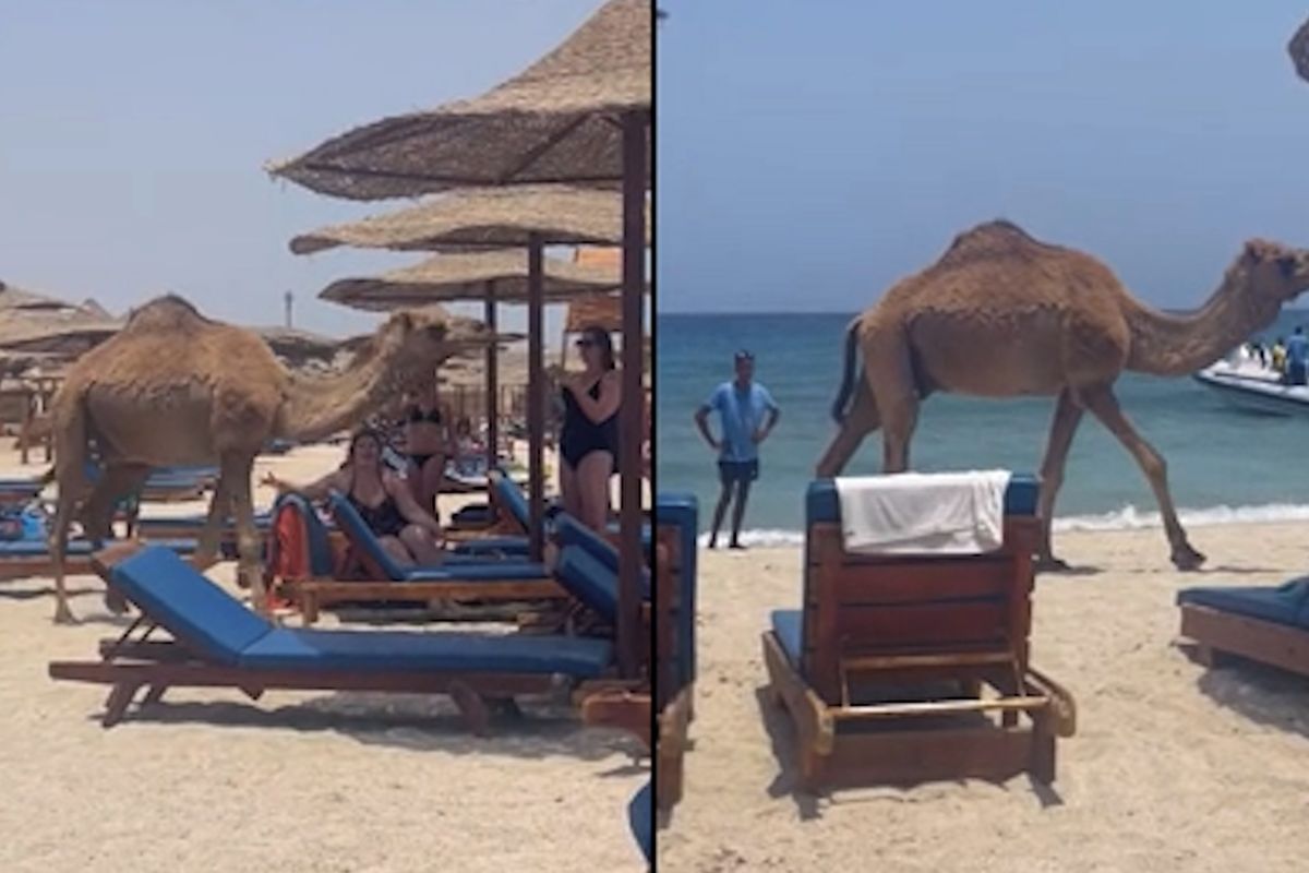 Zaplněnou egyptskou pláž nečekaně navštívil velbloud. Překvapení turisté natáčeli
