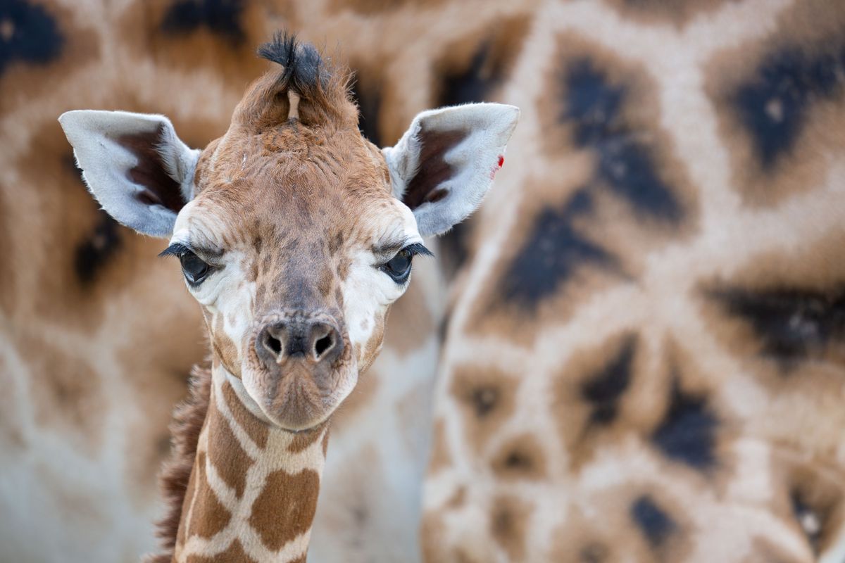Žirafám se v Olomouci daří. Zoo patří k jejich největším chovatelům v Evropě