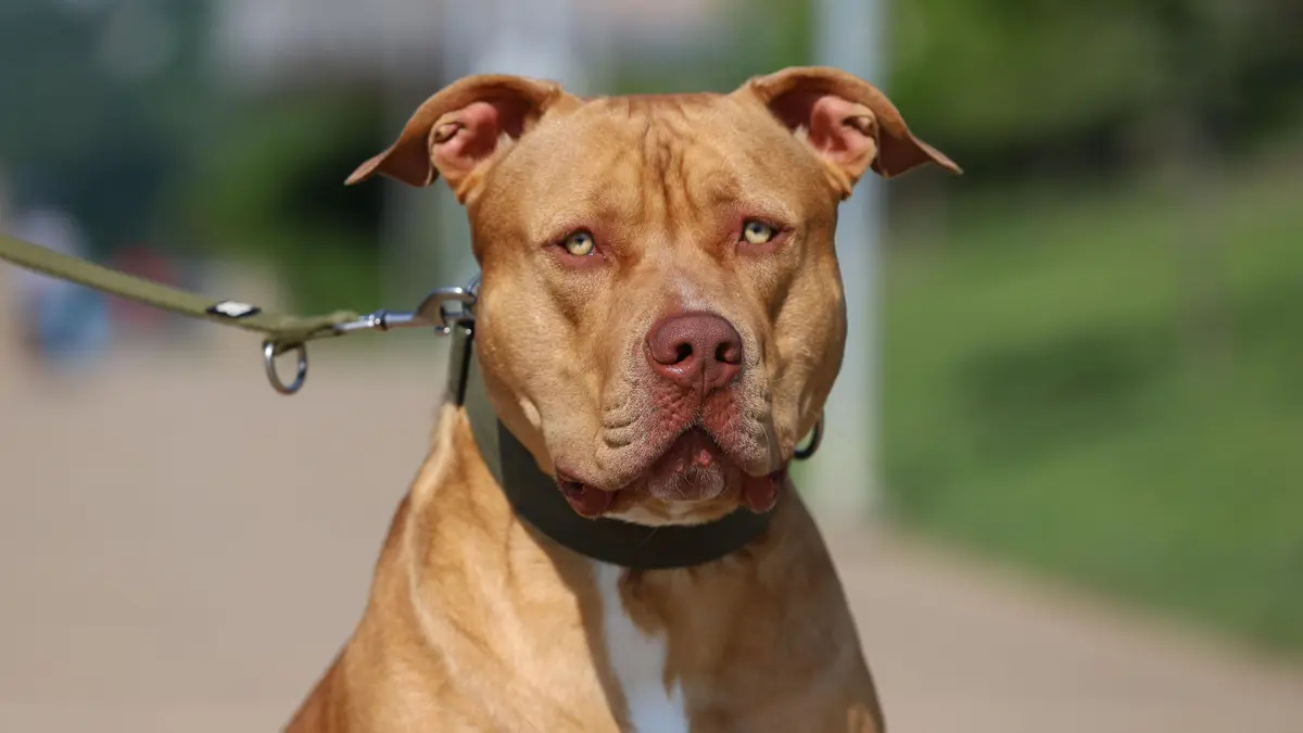 Pitbul v Thajsku zabil prvního majitele i ženu, která jej zachránila před utracením