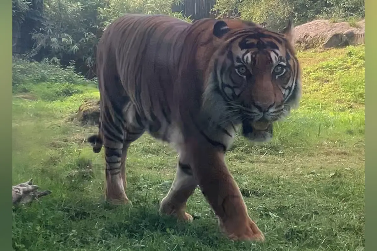 Brněnská zoo si pořídila v Německu vzácného tygra sumaterského
