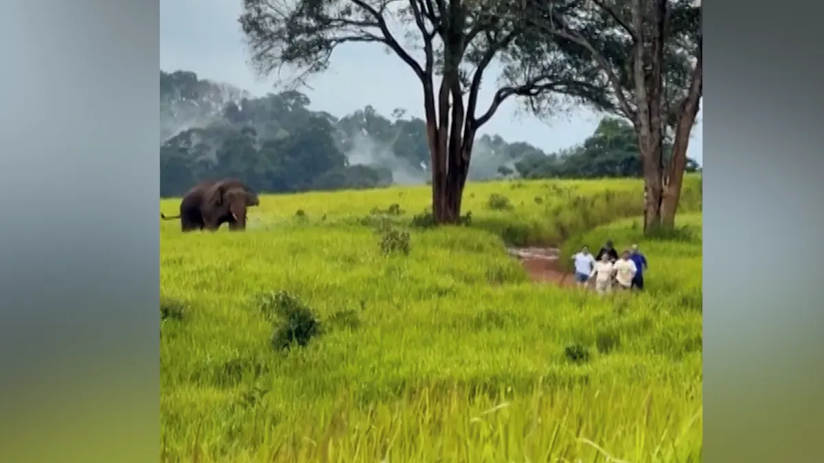 Turisté na safari si nevšimli slona za zády. Ten je pořádně prohnal