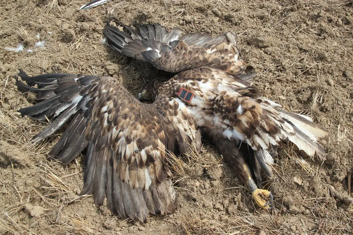 Let chráněného orla z Francie skončil tragicky na Třebíčsku. Vědci ho našli zastřeleného 
