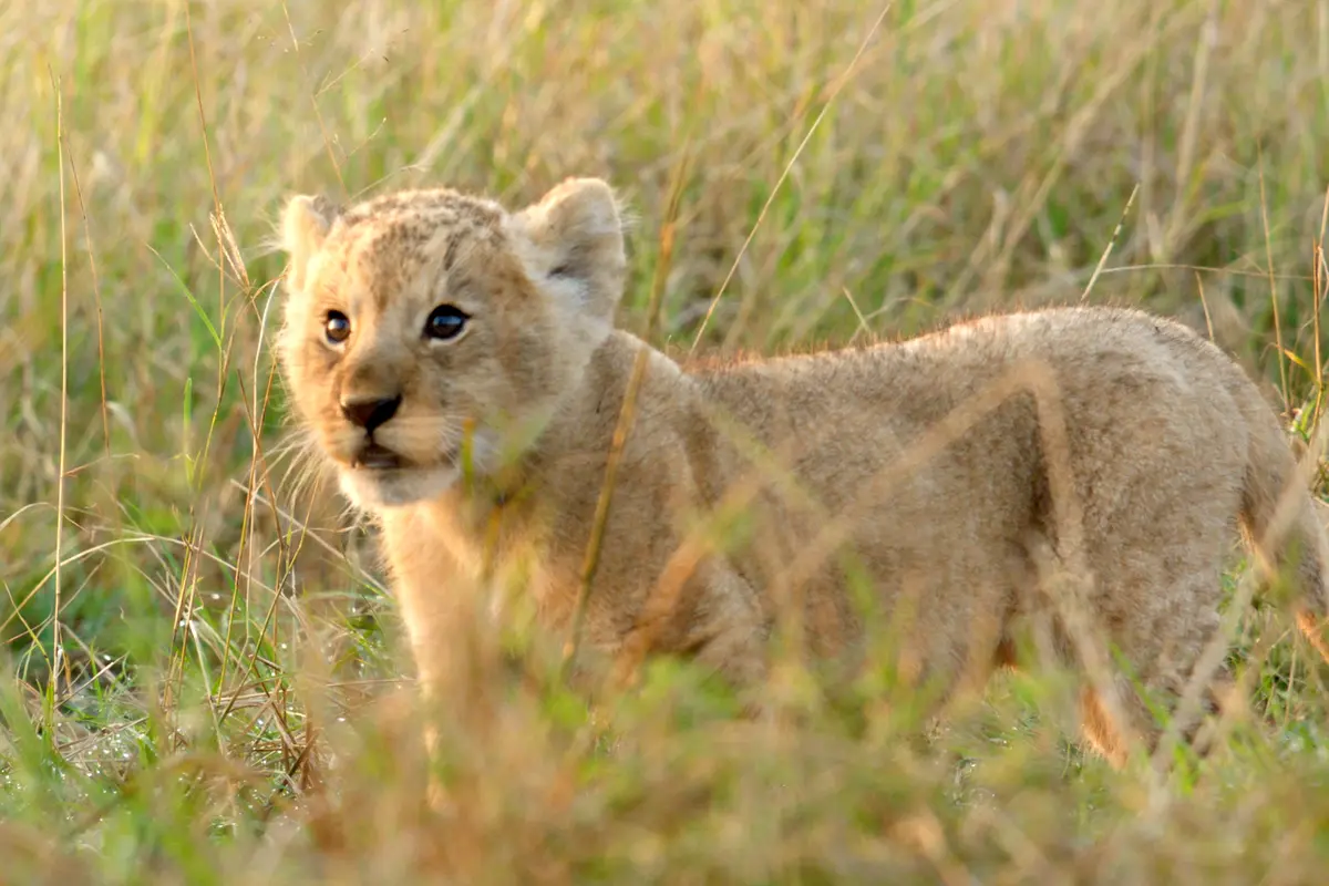 Z animáku do reálné africké divočiny. Jon Favreau přináší Skutečného lvího krále