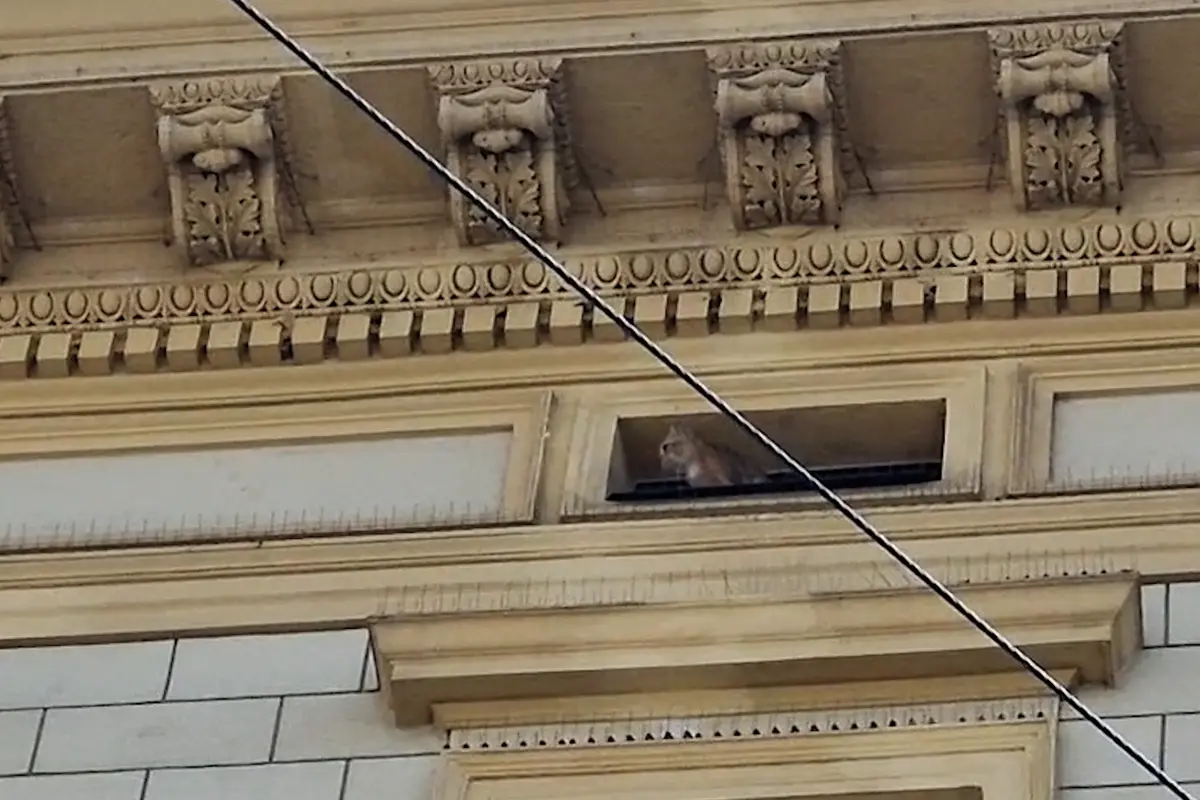 Hasičské manévry v centru Brna. Podívejte se na kočku, která za to mohla