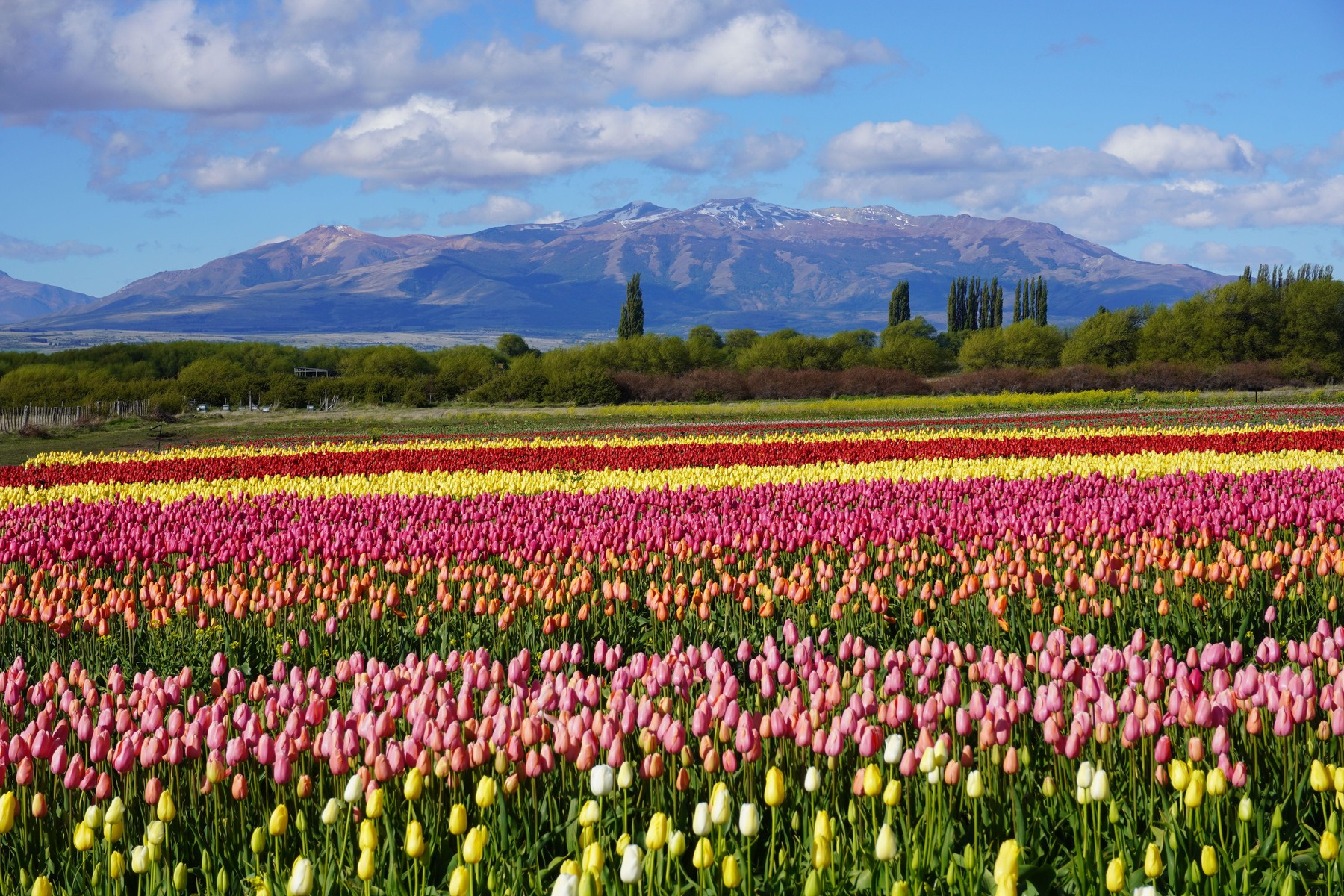 Úpatí And rozzáří miliony kvetoucích tulipánů