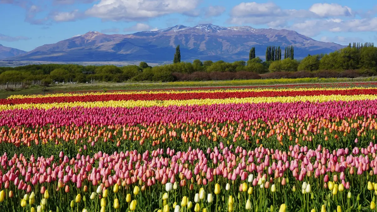Úpatí And rozzáří miliony kvetoucích tulipánů