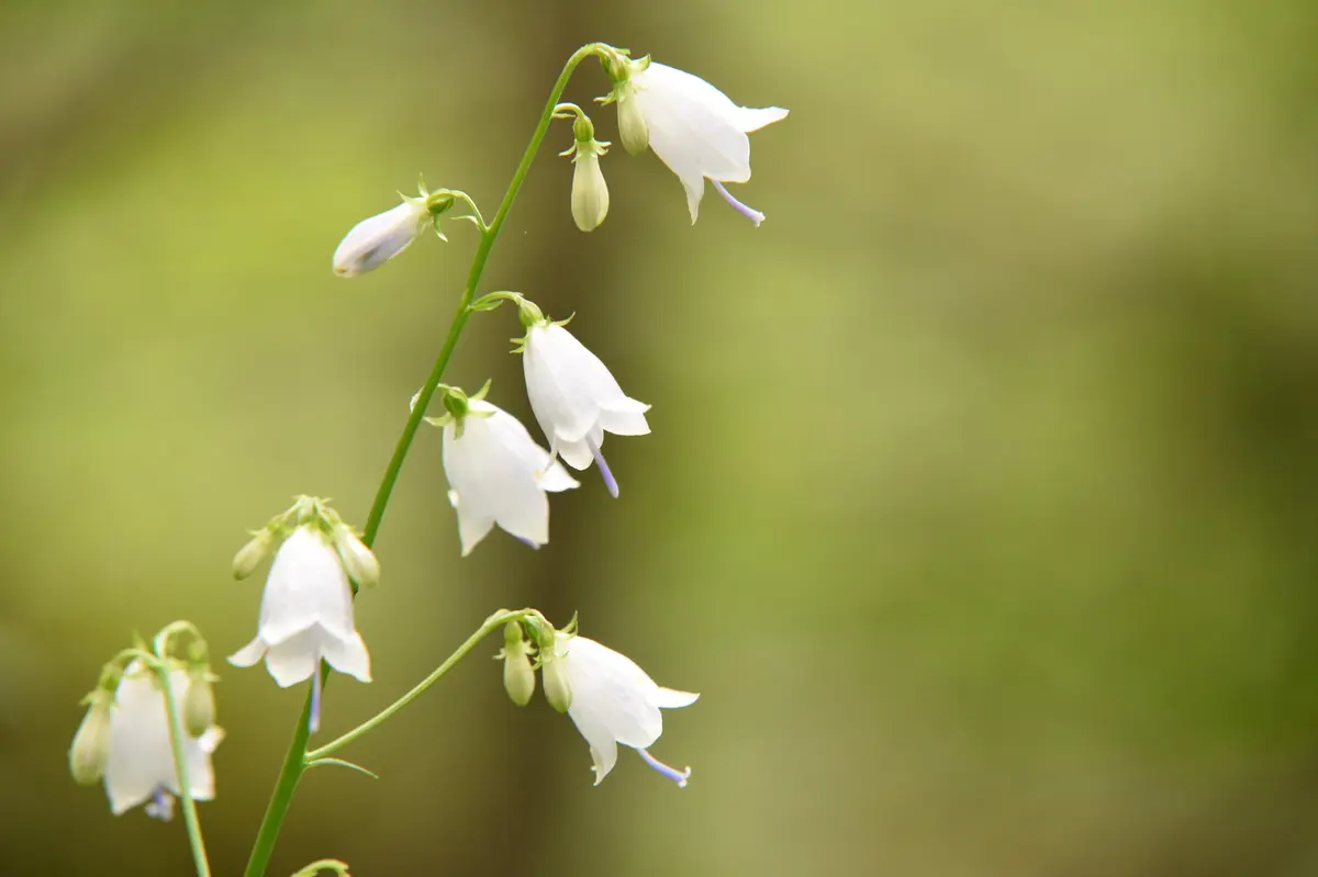 Olomoučtí botanici se podílejí na záchraně vzácného zvonovce liliolistého