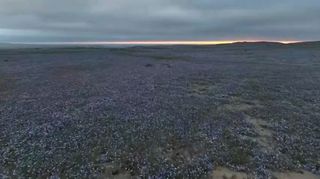 Poušť Atacama rozkvetla v mimořádném rozsahu