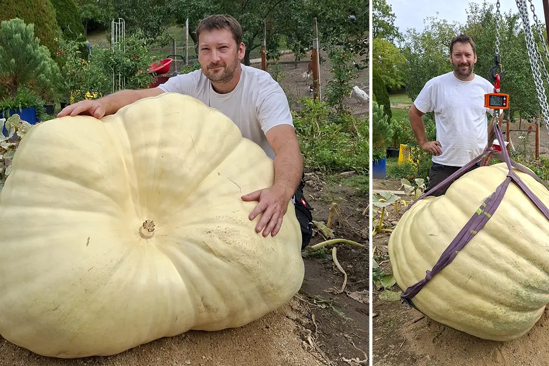Rekordní česká dýně váží 296 kilo, pěstiteli z Vysočiny rostla před očima
