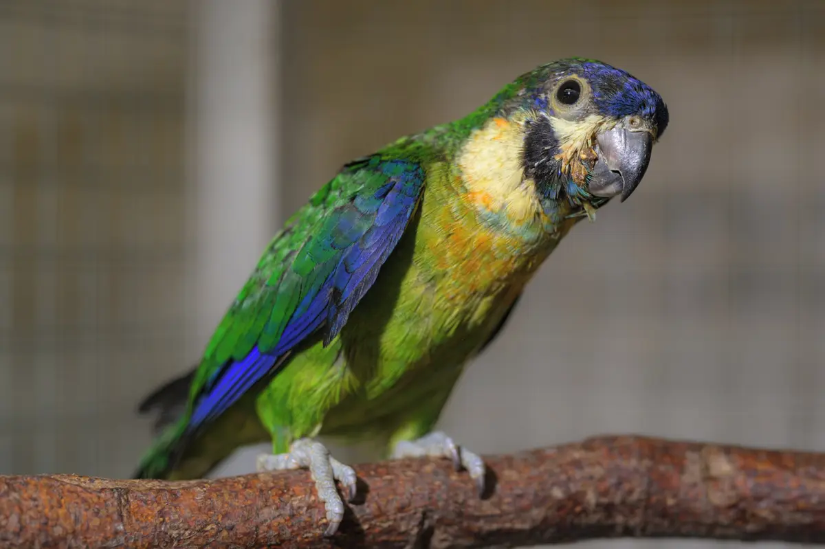 Pražské zoo se podařil mimořádný odchov. Vylíhl se jí vzácný fíkový papoušek