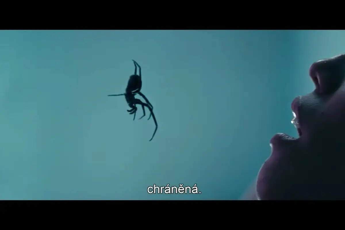 Hororová Týna: Jedovatí pavouci kosí filmové postavy do minuty. Realita je úplně jiná, říká arachnolog