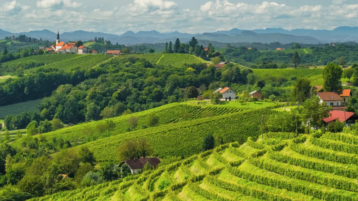 Slovinsko se pyšní nejlepším vinařským regionem v Evropě. Porazilo Francii i Itálii