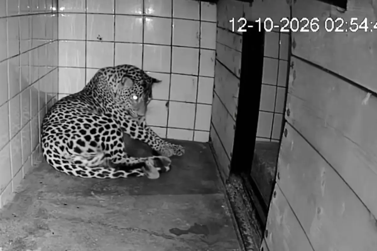V ostravské zoo se narodila mláďata vzácných levhartů. Jsou s matkou v brlohu