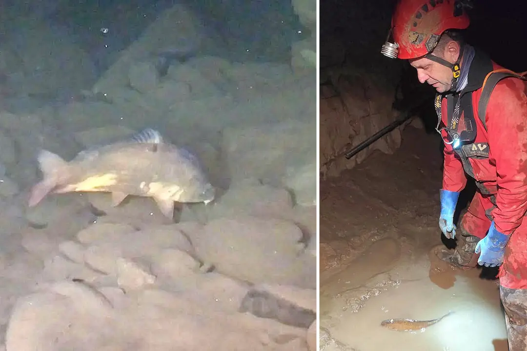 Kapr Karel, který nepochopitelně zabloudil do jeskyně, stále žije. Měl na mále