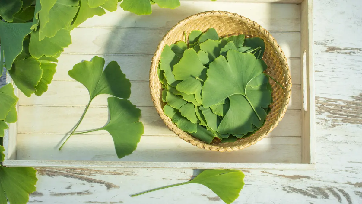 Ginkgo biloba může v menopauze ulevit od mozkové mlhy. A někdy zajistí i lepší intimní život